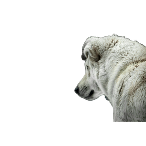 White Wolf On Snow Covered Ground During Daytime