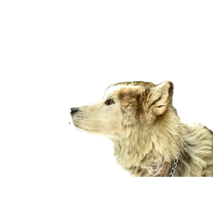 White Wolf On Snow Forest