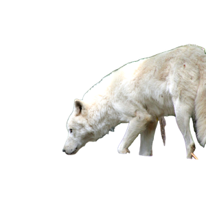 White Wolf On White Snow