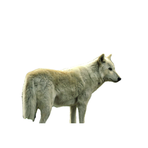 White Wolf Standing Beside Tree – cat PNG with transparent background