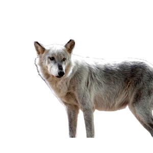 White Wolf Walking On Brown Dirt During Daytime