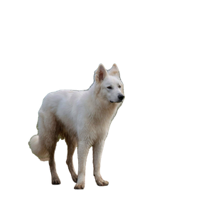 White Wolf Walking On Green Grass During Daytime