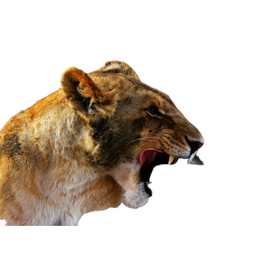 Wildlife Photography Of Lioness – cat PNG with transparent background