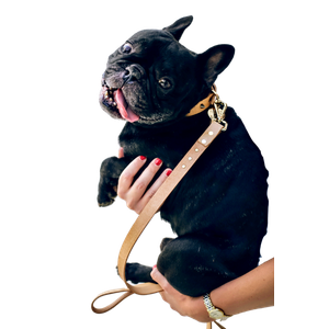 Woman Carrying Black French Bulldog – cat PNG with transparent background