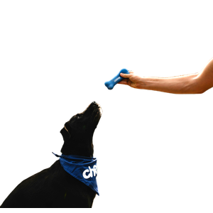 Woman In Blue Tank Top And Blue Shorts Holding Blue Plastic Bottle – cat PNG with transparent background