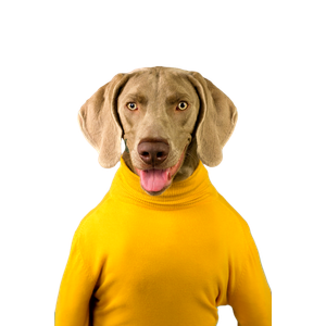 Woman In Yellow Turtleneck Sweater – cat PNG with transparent background