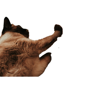 Woman Lying Beside Brown Cat – cat PNG with transparent background
