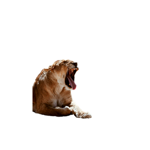 Yawning Lioness – cat PNG with transparent background