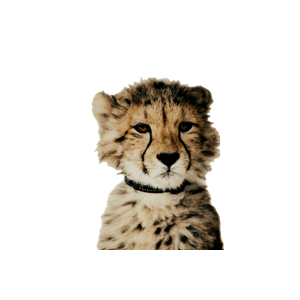 Yellow And Black Cheetah