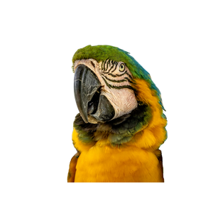 Yellow And Blue Parrot – cat PNG with transparent background