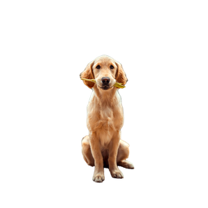 Yellow Labrador Retriever Biting Yellow Tulip Flower – cat PNG with transparent background