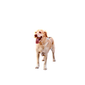 Related cat image: Yellow Labrador Retriever On Ground