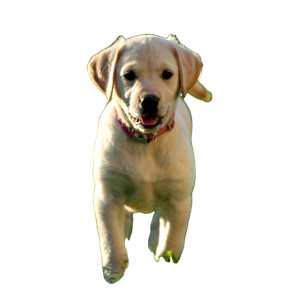 Yellow Labrador Retriever Puppy – cat PNG with transparent background